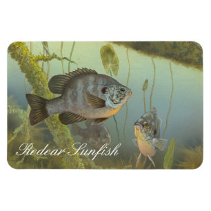 Redear Sunfish Painting Magnet