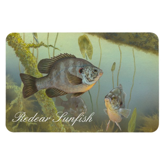 Redear Sunfish Painting Magnet (Horizontal)