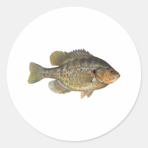 Redear Sunfish - Shellcracker Classic Round Sticker