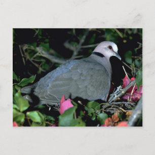 Redeye'd Dove Postcard