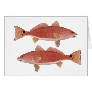 Redfish