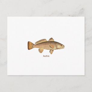 Redfish Logo Postcard