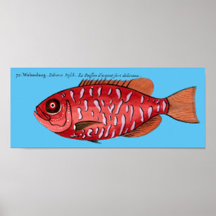 Redfish on any background poster