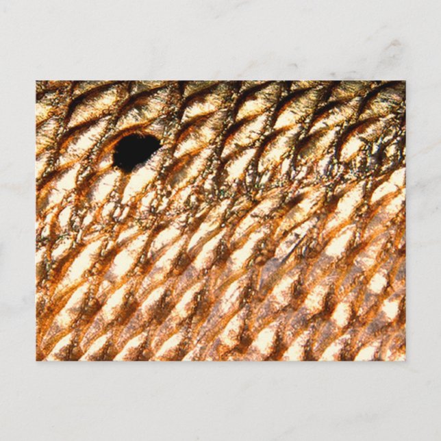 "Redfish" - Red Drum by PatternWear© Postcard (Front)