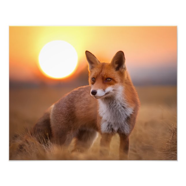 Redfox Photo Print (Front)
