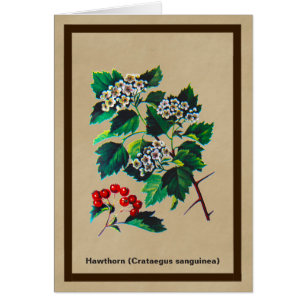 Redhaw Hawthorn On Old Paper