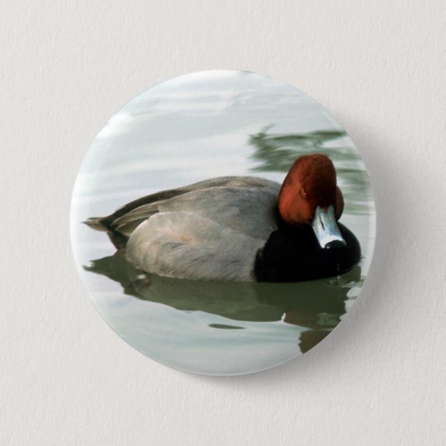 Redhead Drake (untitled) 6 Cm Round Badge (Front)