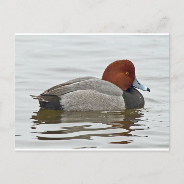 Redhead Duck Drake Postcard (Front)