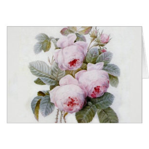 Redoute 4 (Rose)