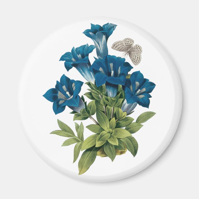 Redoute Blue Flower Magnet (Front)