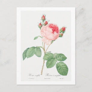 REDOUTÉ BOTANICAL "CABBAGE ROSE" POSTCARD