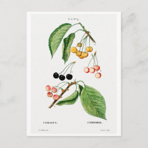 REDOUTÉ BOTANICAL "CHERRIES" POSTCARD