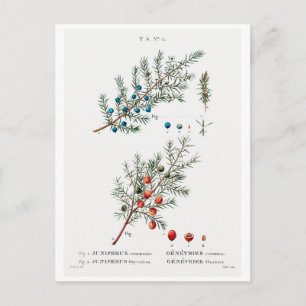 REDOUTÉ BOTANICAL "COMMON JUNIPER" POSTCARD