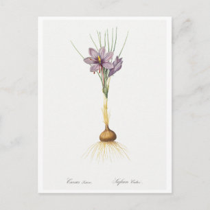 REDOUTÉ BOTANICAL "CROCUSS" POSTCARD
