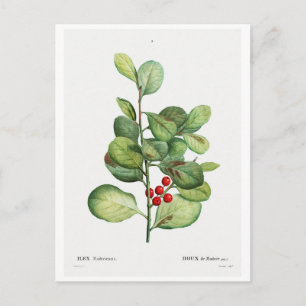 REDOUTÉ BOTANICAL "ILEX MEDERIENSIS" POSTCARD