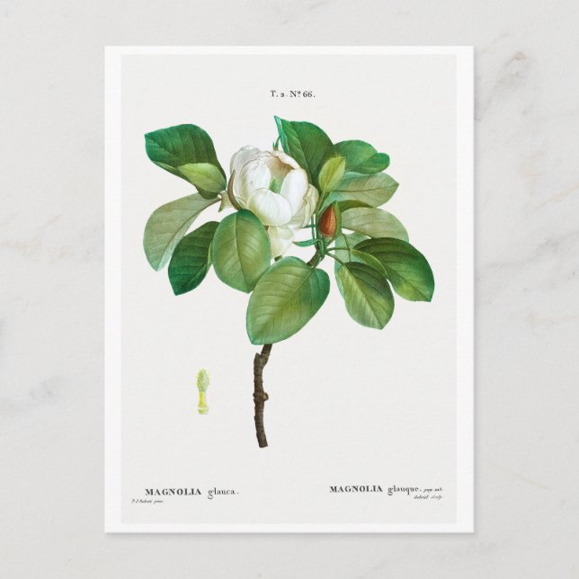 REDOUTÉ BOTANICAL "MAGNOLIA" POSTCARD (Front)