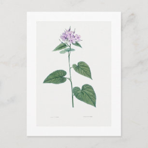 REDOUTÉ BOTANICAL "MORNING GLORY" POSTCARD