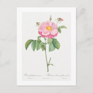 REDOUTÉ BOTANICAL "PROVINS ROSE" POSTCARD