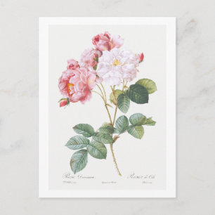REDOUTÉ BOTANICAL "ROSEBUSH" POSTCARD