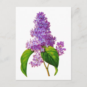 Redoute Lilacs Postcard