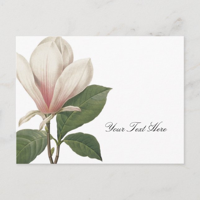 Redoute Magnolia Postcard (Front)