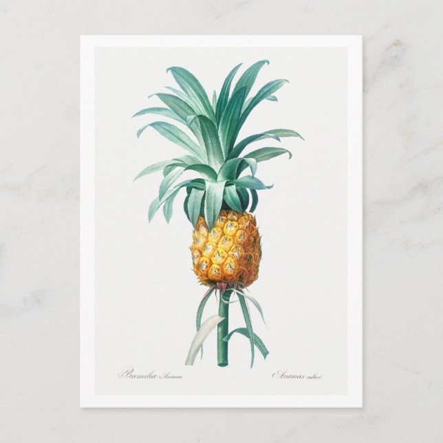 REDOUTÉ "PINEAPPLE" BOTANICAL POSTCARD (Front)