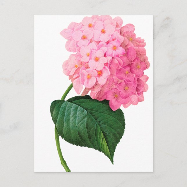 Redoute Pink Hydrangea Postcard (Front)