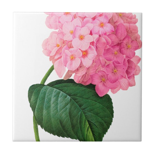 Redoute Pink Hydrangea Tile (Front)