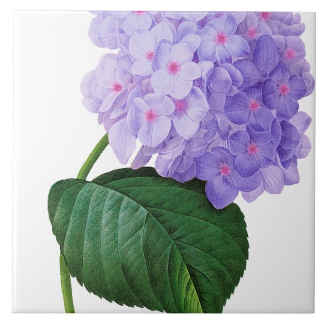 Redoute Purple Hydrangea Ceramic Tile Coaster (Front)