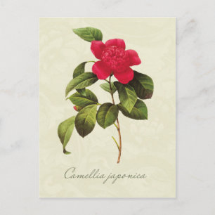 Redoute Red Camellia Botanical Print Postcard