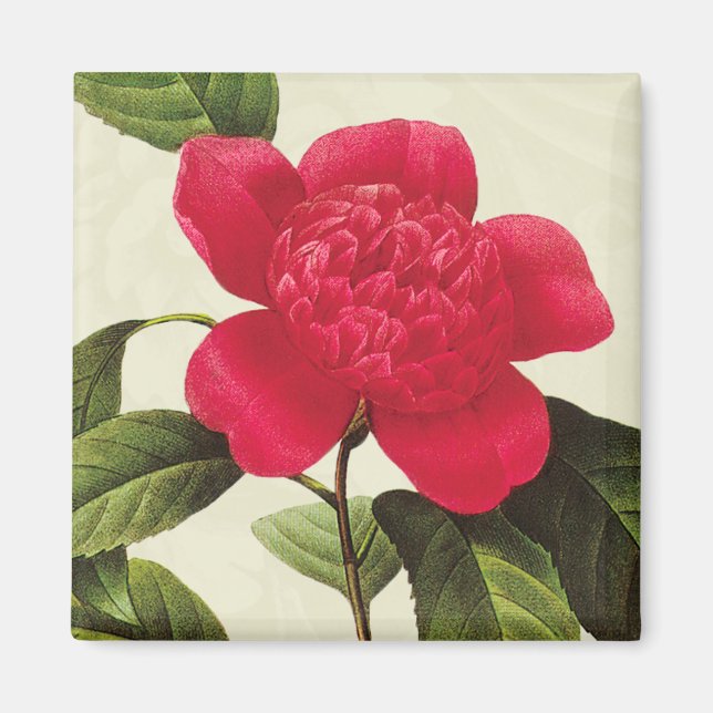 Redoute Red Camellia Botanical Print Square Magnet (Front)
