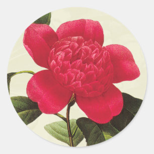 Redoute Red Camellia Botanical Print Stickers