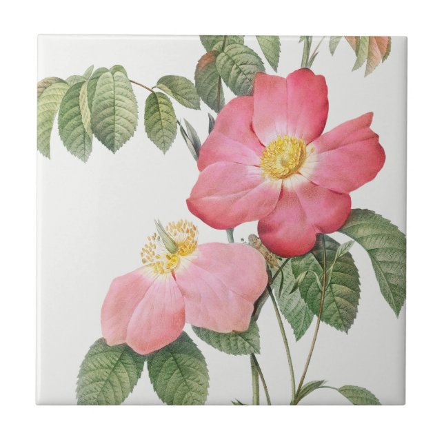 Redoute Red Pink Roses Ceramic Tile (Front)