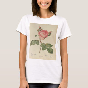 Redoute Rosa Centifolia Women's T-Shirt