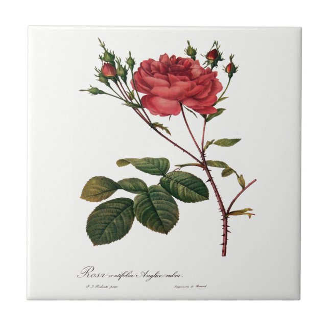 Redoute Rose White Ceramic Tile (Front)