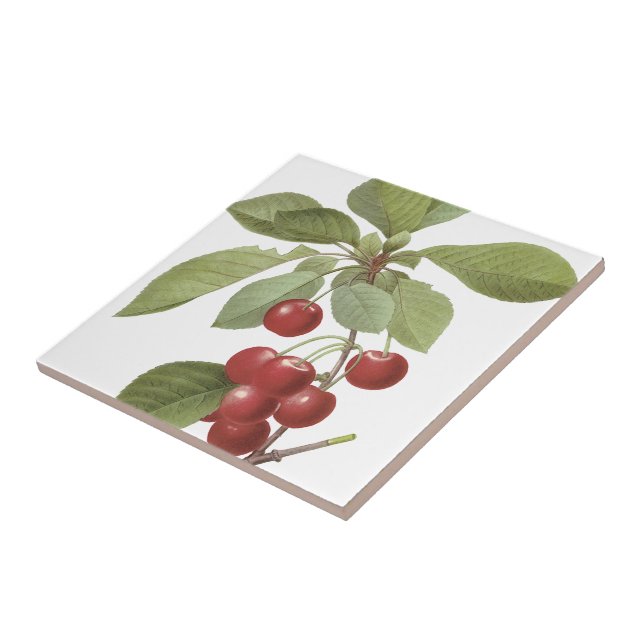 Redoutés' Royal Cherry Ceramic Tile (Side)