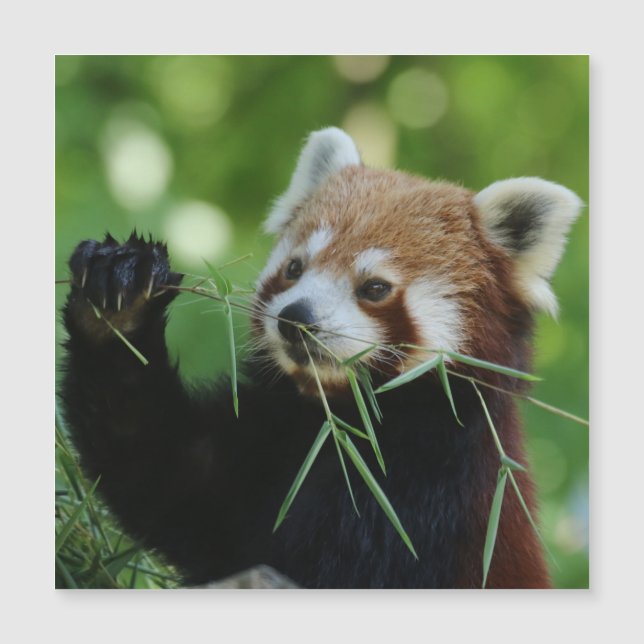 RedPanda 002 (Front)