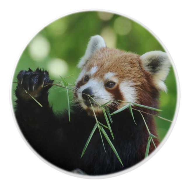 RedPanda 002 Ceramic Knob (Front)