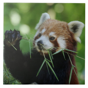 RedPanda 002 Ceramic Tile