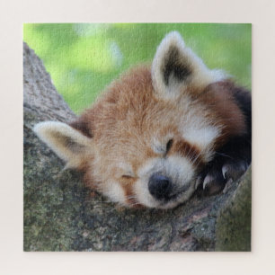 RedPanda 2020-03-02 Jigsaw Puzzle