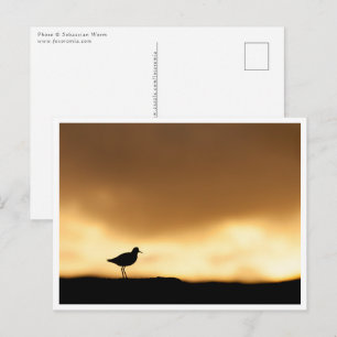 Redshank Nature Photo Postcard