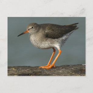 Redshank Tringa Totanus Postcard