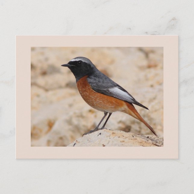 Redstart Postcard (Front)