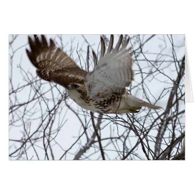 Redtail Hawk (Front Horizontal)