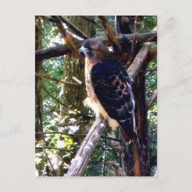 Redtail Hawk on Branch Postcard (Front)