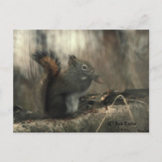 Redtail Squirrel 01 Postcard