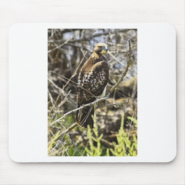 Redtailed Hawk Mouse Pad (Front)