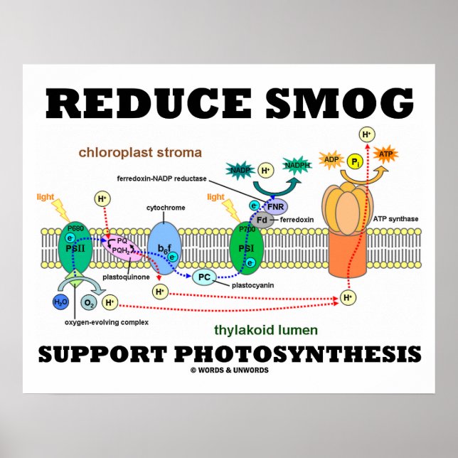 Reduce Smog Support Photosynthesis Light Dependent Poster (Front)