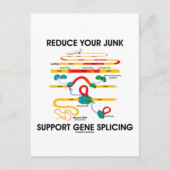 Reduce Your Junk Support Gene Splicing (RNA Humour Postcard (Front)