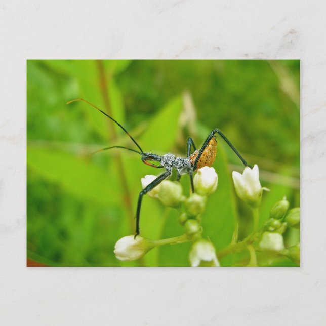 Reduviid Black & Orange Postcard (Front)